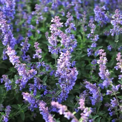 Котовник СИКС ХИЛЛС ГИАНТ в Осиповичах