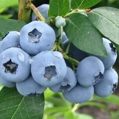 Голубика БЛЮЭТТА в Осиповичах