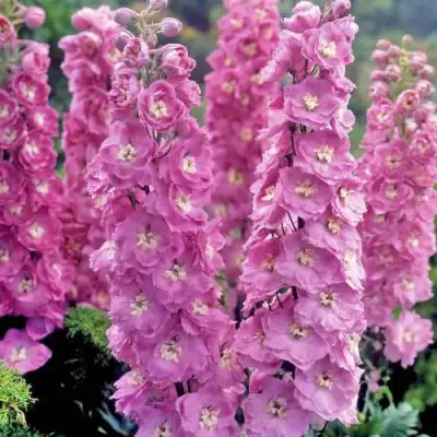 Дельфиниум ДЕЛЬФИС ПИНК ПАУЭ высокий в Осиповичах