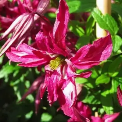 Клематис РОЗАЛИН в Осиповичах