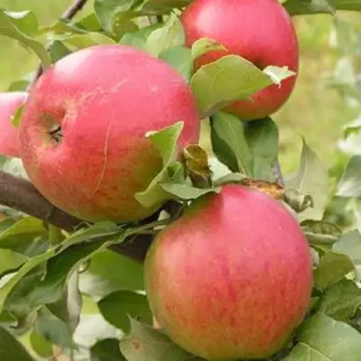 Яблоня АУКСИС в Осиповичах