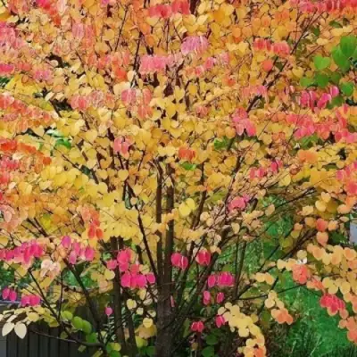 БАГРЯННИК японский в Осиповичах