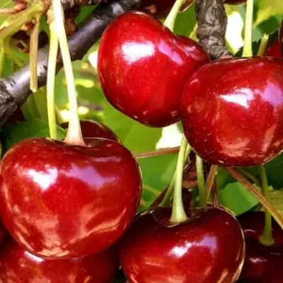 Черешня МИНЧАНКА в Осиповичах