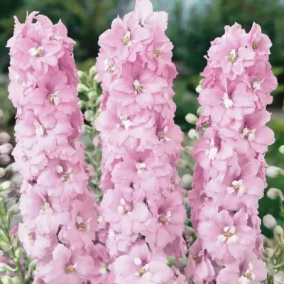 Дельфиниум ПЕТТИКОУТ гибридный в Осиповичах