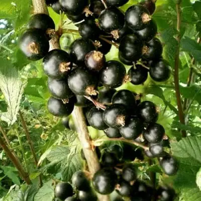 Смородина черная БЕН ТИРЕН в Осиповичах