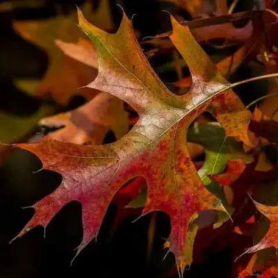 Дуб болотный в Осиповичах