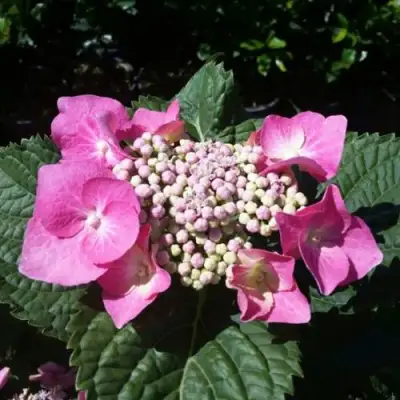 Гортензия БЛАУМАЙС (БЛАУМАЙЗЕ) крупнолистная в Осиповичах