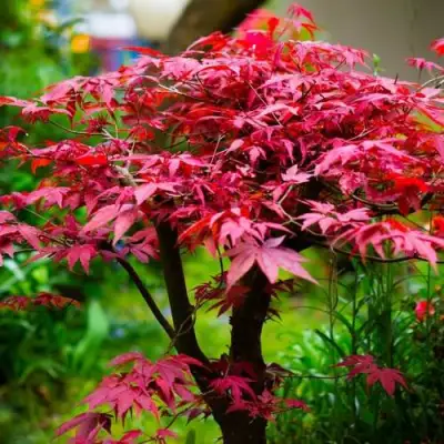 Клен дланевидный АТРОПУРПУРЕУМ в Осиповичах