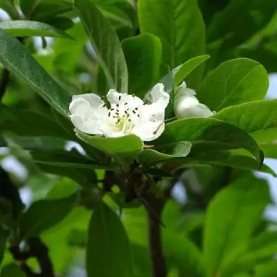 МУШМУЛА  в Осиповичах