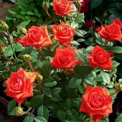 Роза ОРАНЖ ДЖЕВЕЛ миниатюрная в Осиповичах