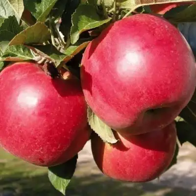 Яблоня РУБИН в Осиповичах