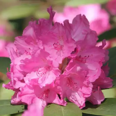 Рододендрон ЛУМИНА в Осиповичах