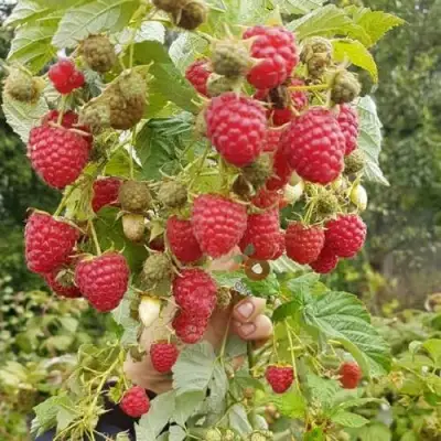 Малина ТАДМОР в Осиповичах