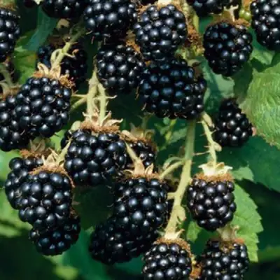 Ежевика БЛЭК САТИН бесшипная  в Осиповичах