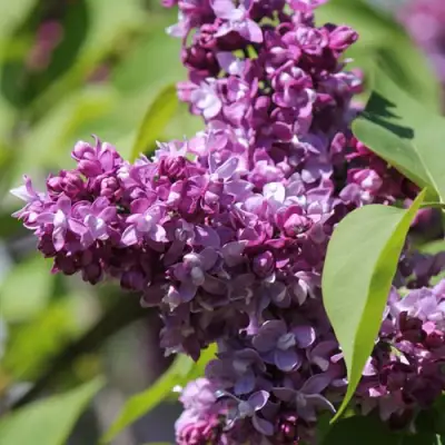 Сирень ИЗОБИЛИЕ в Осиповичах