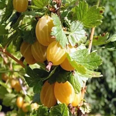 Крыжовник КУРШУ ДЗИНТАРС  в Осиповичах