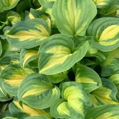 Хоста ЭМЕРАЛЬД ЧАРДЖЕР гибридная в Осиповичах