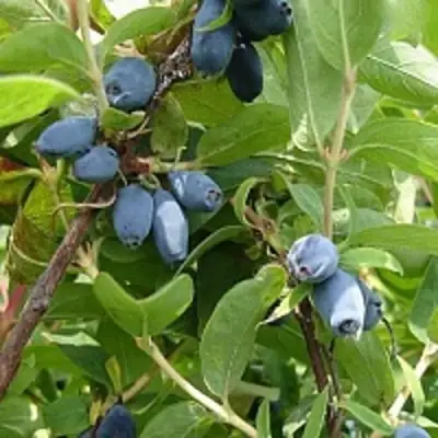 Жимолость съедобная НАРЫМСКАЯ в Осиповичах