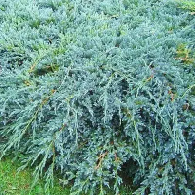 Можжевельник БЛЮ КАРПЕТ чешуйчатый в Осиповичах