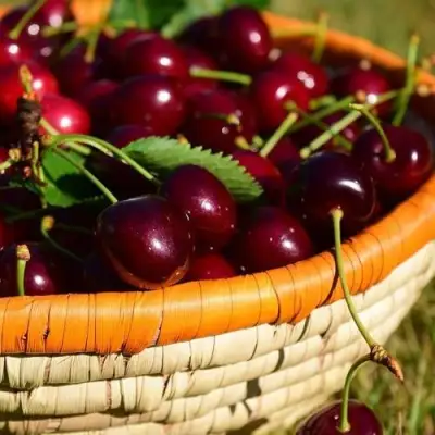 Вишня НЕСВИЖСКАЯ в Осиповичах