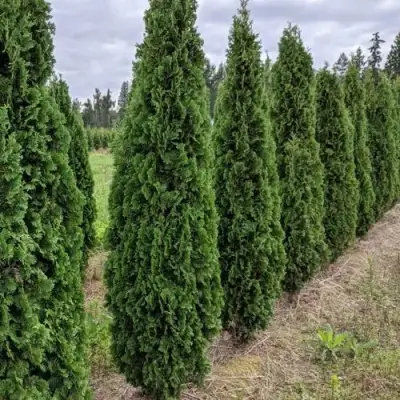 Туя ДЕГРУТ СПАЙР западная в Осиповичах