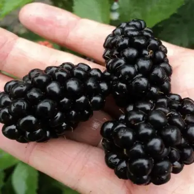 Ежевика ПОЛАР бесшипная  в Осиповичах