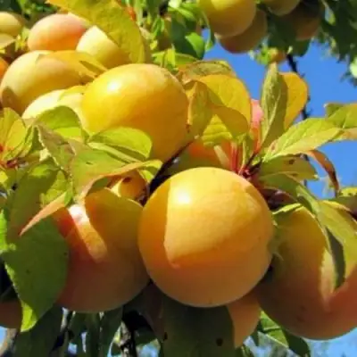 Слива МЕДОВАЯ ЖЁЛТАЯ в Осиповичах