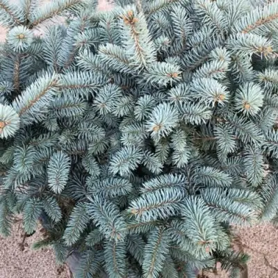 Ель ГЛАУКА колючая в Осиповичах