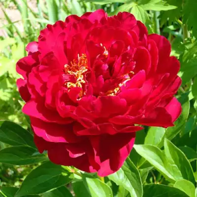 Пион ХРАБРЫЙ ВОИН травянистый в Осиповичах