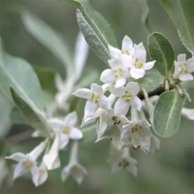ЛОХ СЕРЕБРИСТЫЙ в Осиповичах