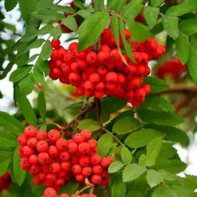 Рябина ОБЫКНОВЕННАЯ в Осиповичах