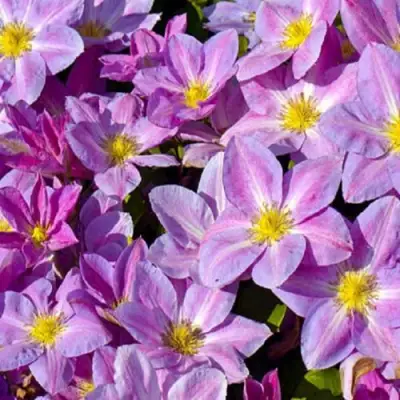 Клематис ЧЕЙНДЖ ОФ ХАРТ в Осиповичах