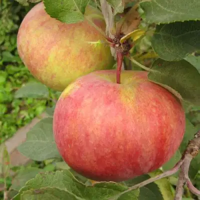 Яблоня ПЕРВОУРАЛЬСКОЕ в Осиповичах