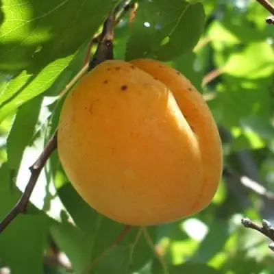 Абрикос ОРЛОВЧАНИН  в Осиповичах