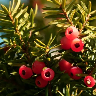 Тис ЭЛЕГАНТИССИМА ягодный в Осиповичах