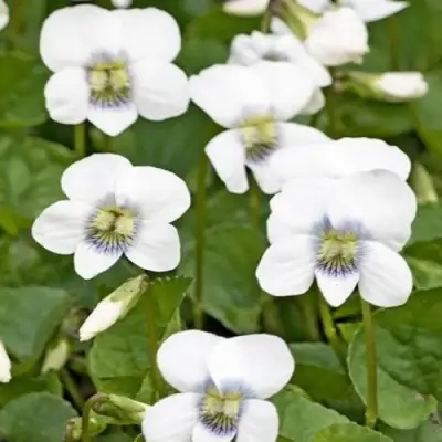 Фиалка АЛЬБИФЛОРА сестринская в Осиповичах