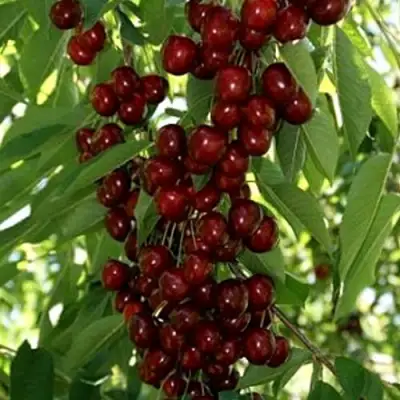 Черешня ХЕЛЕНА колоновидная в Осиповичах