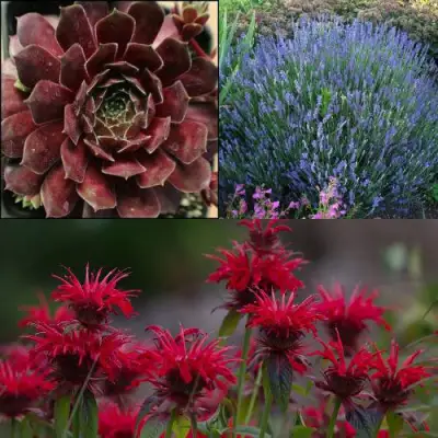 Комплект ФИОЛЕТОВОЕ ВДОХНОВЕНИЕ в Осиповичах