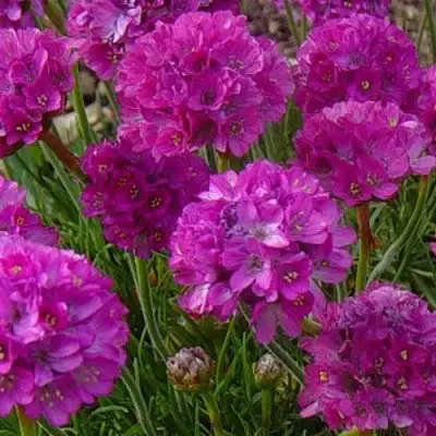 Армерия МОНИНГ СТАР ДИП РОУЗ в Осиповичах