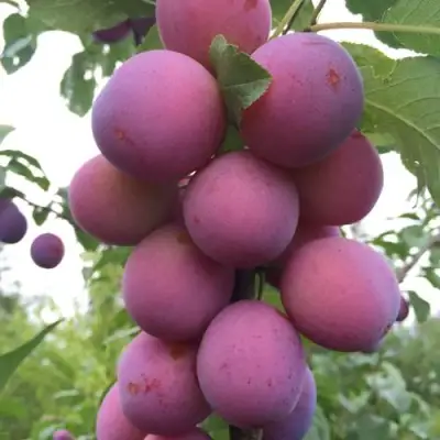 Слива ИМПЕРИАЛ колонновидная в Осиповичах