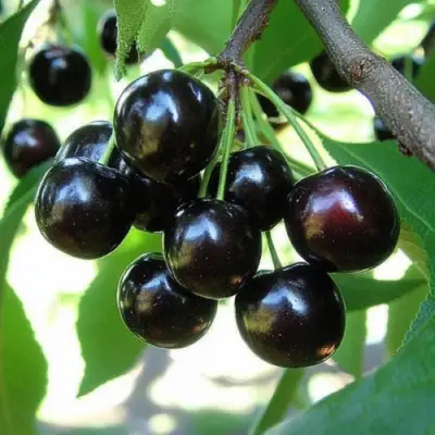 Вишня РОССОШАНСКАЯ ЧЕРНАЯ в Осиповичах
