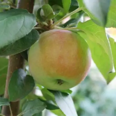 Яблоня ПОДСНЕЖНИК стелющаяся в Осиповичах