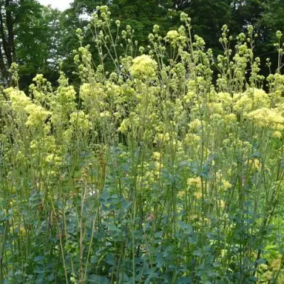 Василистник ГЛАУКУМ желтый в Осиповичах