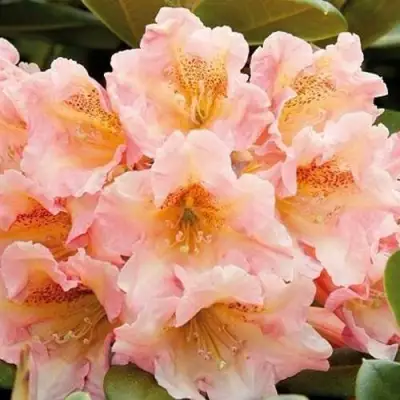 Рододендрон ФЛАУТАНДО в Осиповичах