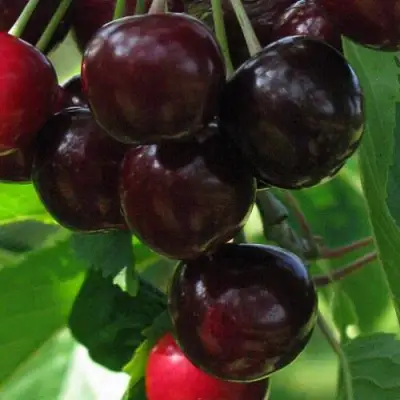 Черешня ВАЛЕРИЙ ЧКАЛОВ в Осиповичах