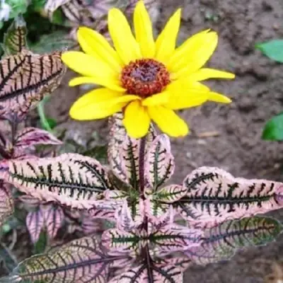 Гелиопсис САММЕР ПИНК в Осиповичах