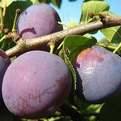 Слива СТАРТОВАЯ в Осиповичах