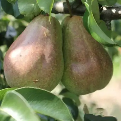 Груша БРЯНСКАЯ КРАСАВИЦА в Осиповичах