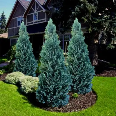 Кипарисовик ВАН ПЕЛЬТС БЛЮ лавсона в Осиповичах