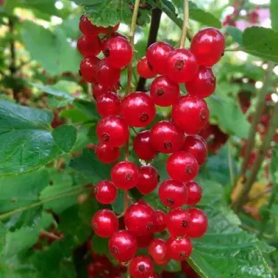 Смородина красная КОНСТАНТИНОВСКАЯ в Осиповичах